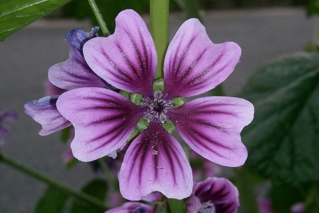 Malva sylvestris