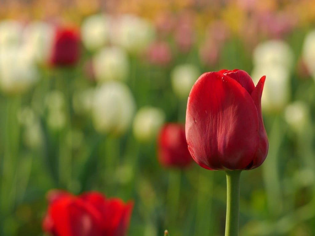 flores