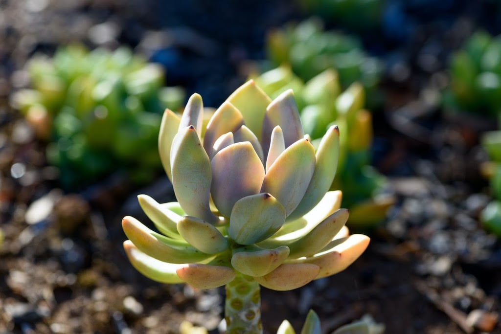 suculenta
