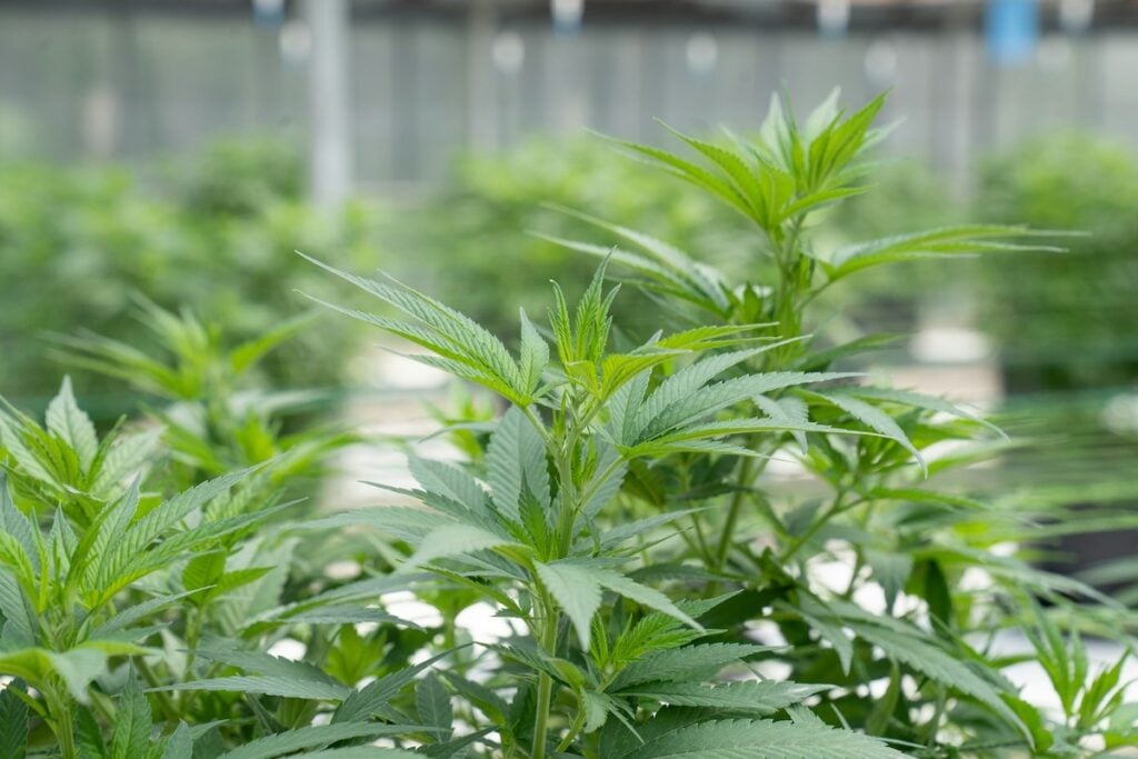 cannabis medicinal