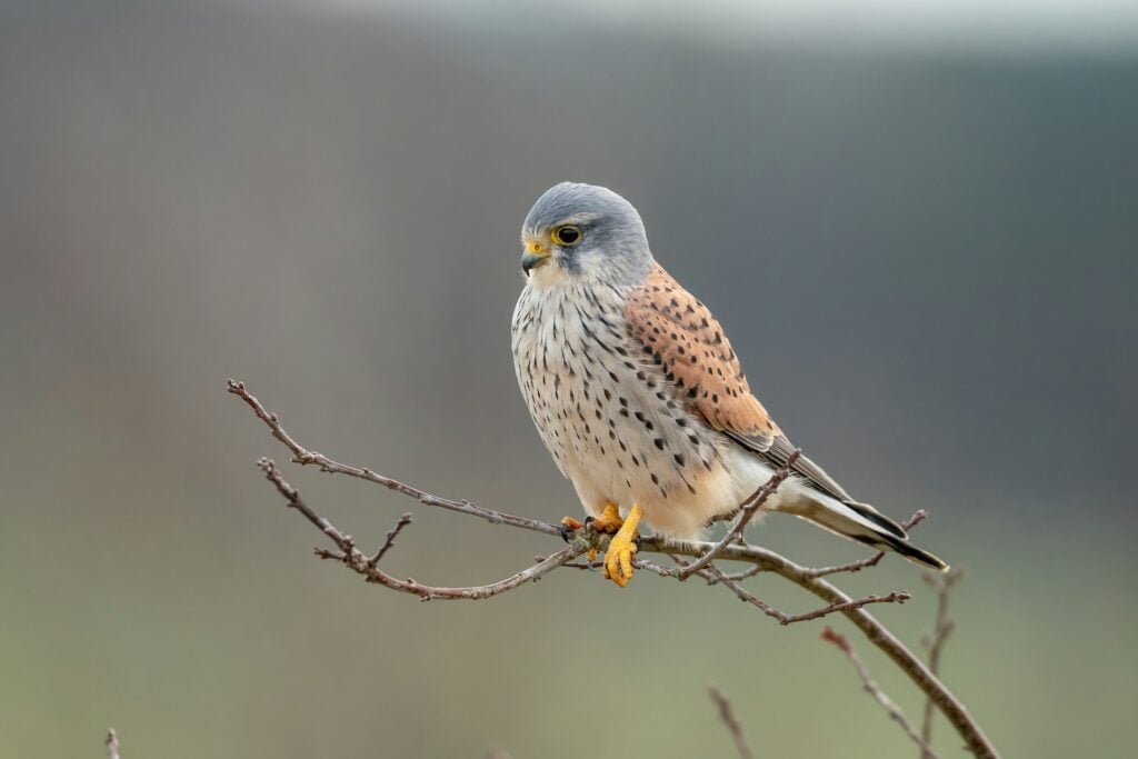 falcão