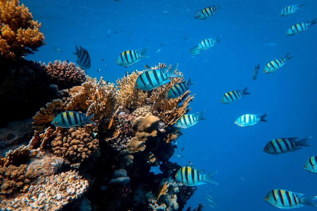 Currículo Azul