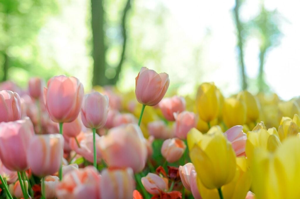 tulipas