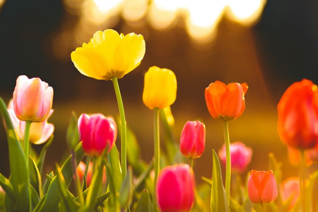 tulipas