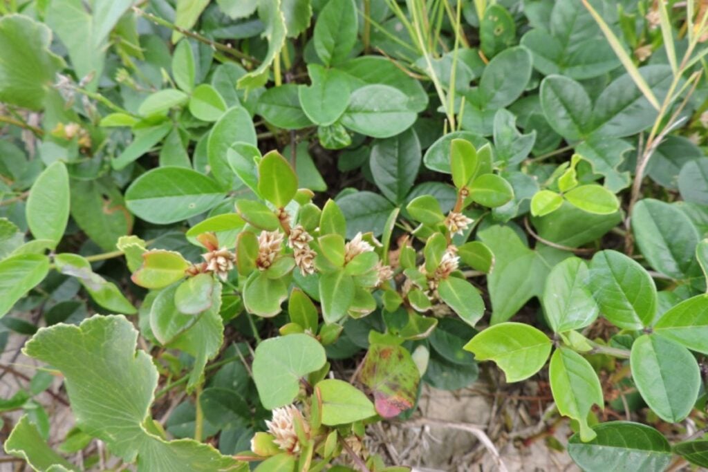 planta medicinal