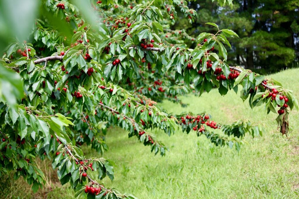 plantação de cereja