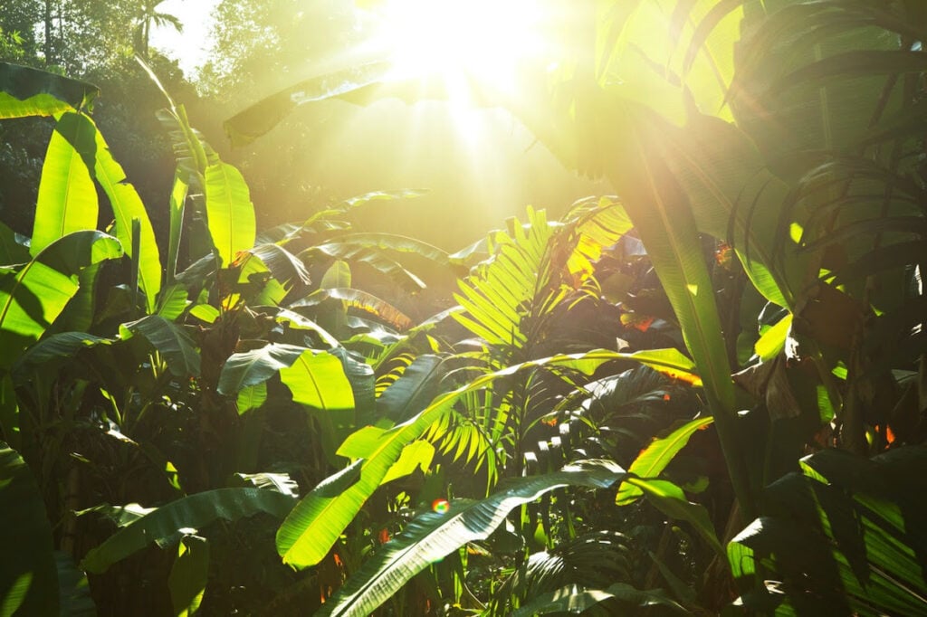 plantas no Verão