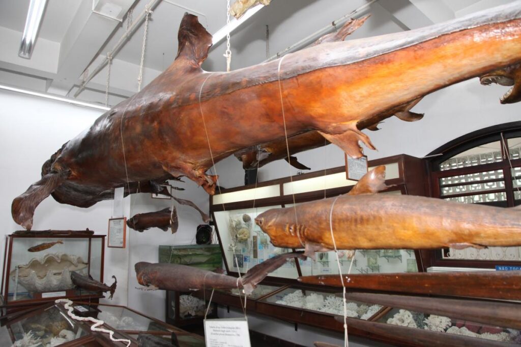 Museu Santos