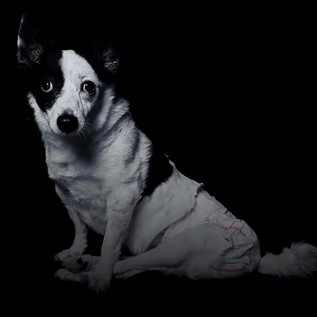teoria do elo crueldade contra animais