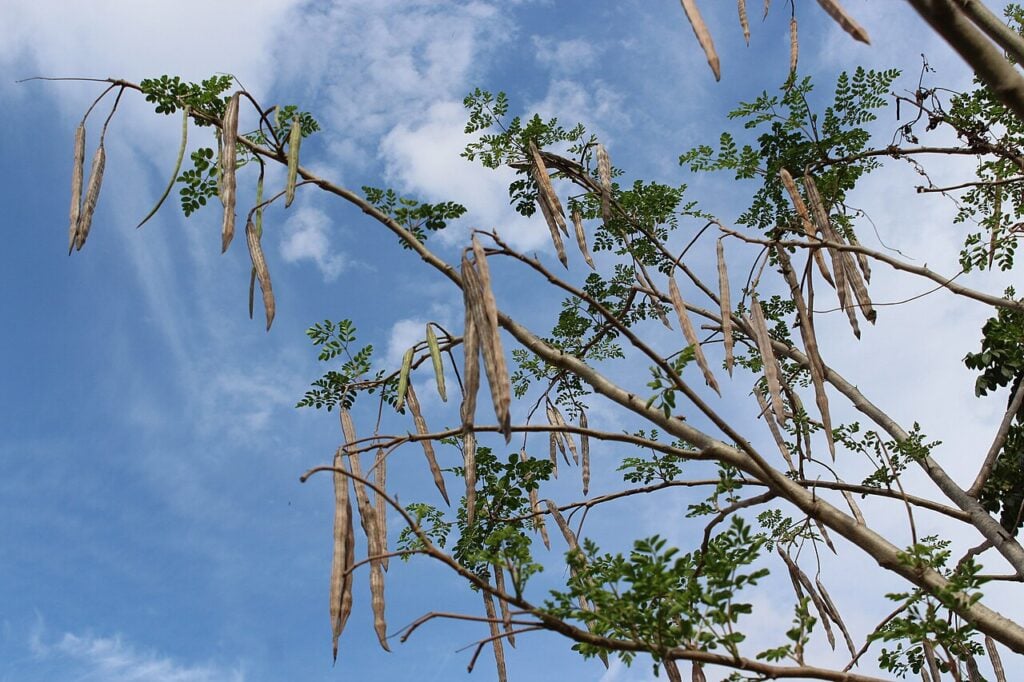 moringa oleifeira ou acácia-branca