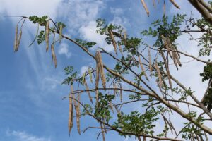 moringa oleifeira ou acácia-branca