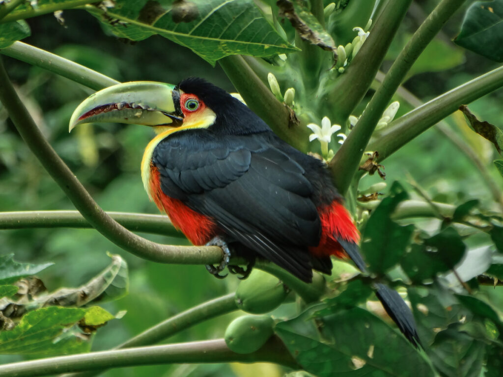 tucano Animais silvestres