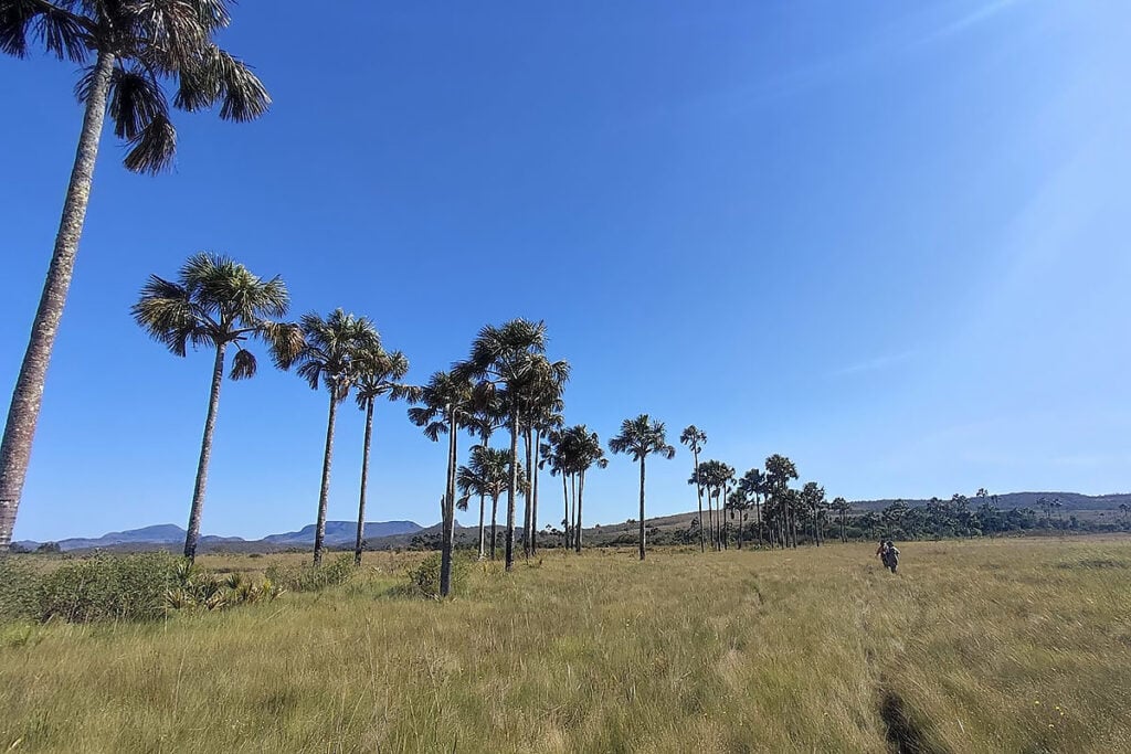cerrado