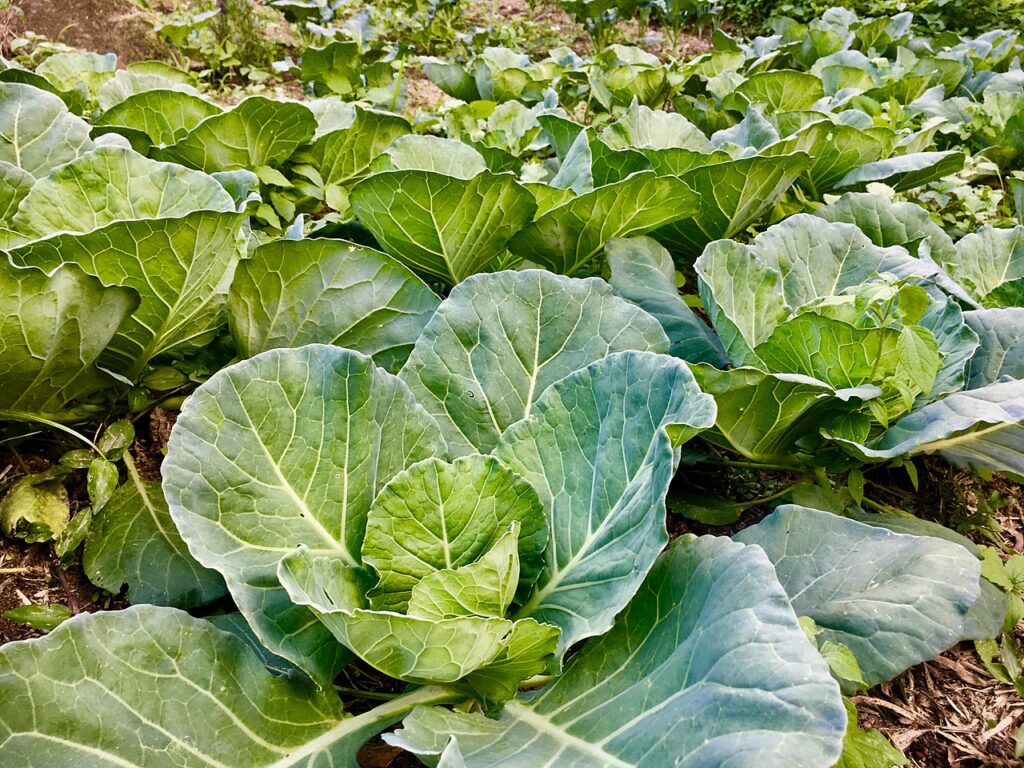 horta de Repolho