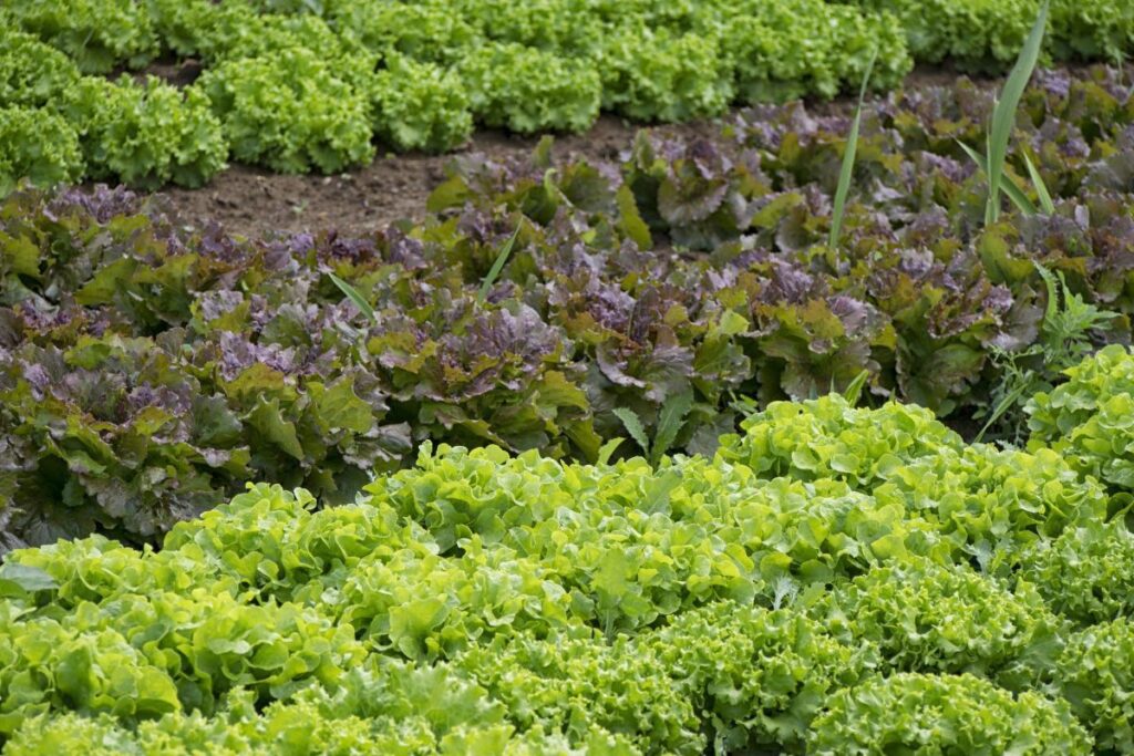 horta doméstica