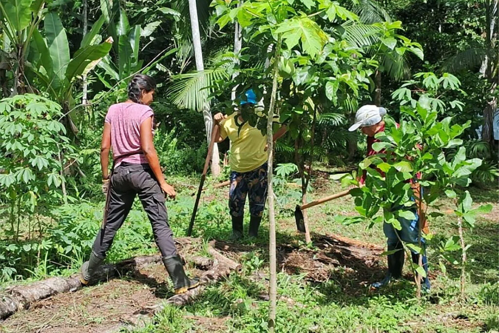agrofloresta no Pará