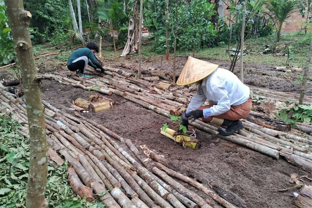 agrofloresta mulheres plantam