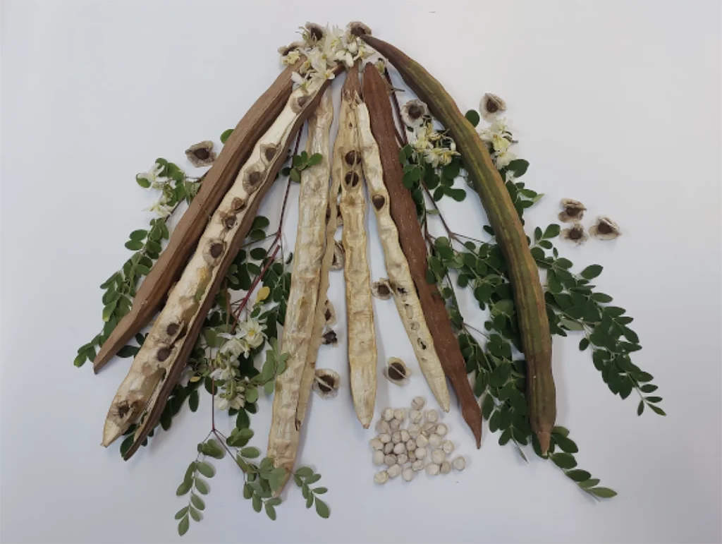 semente de moringa