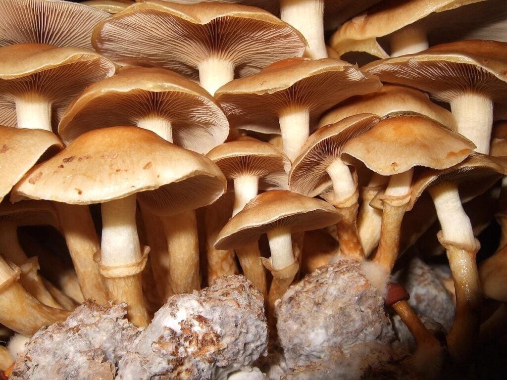 cogumelo nameko