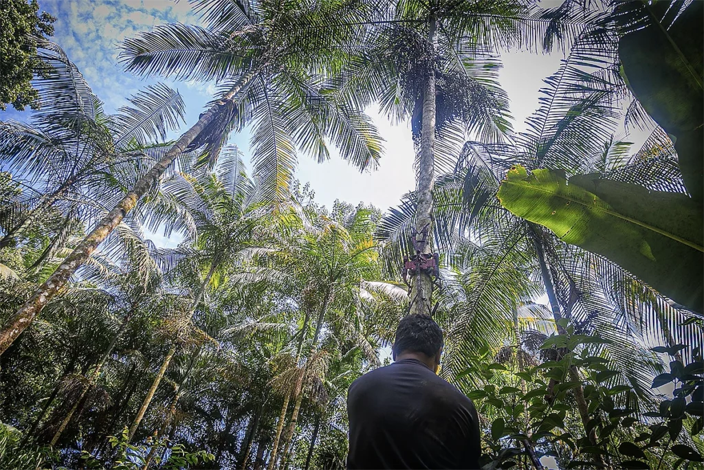 palmeira juçara mata atlântica