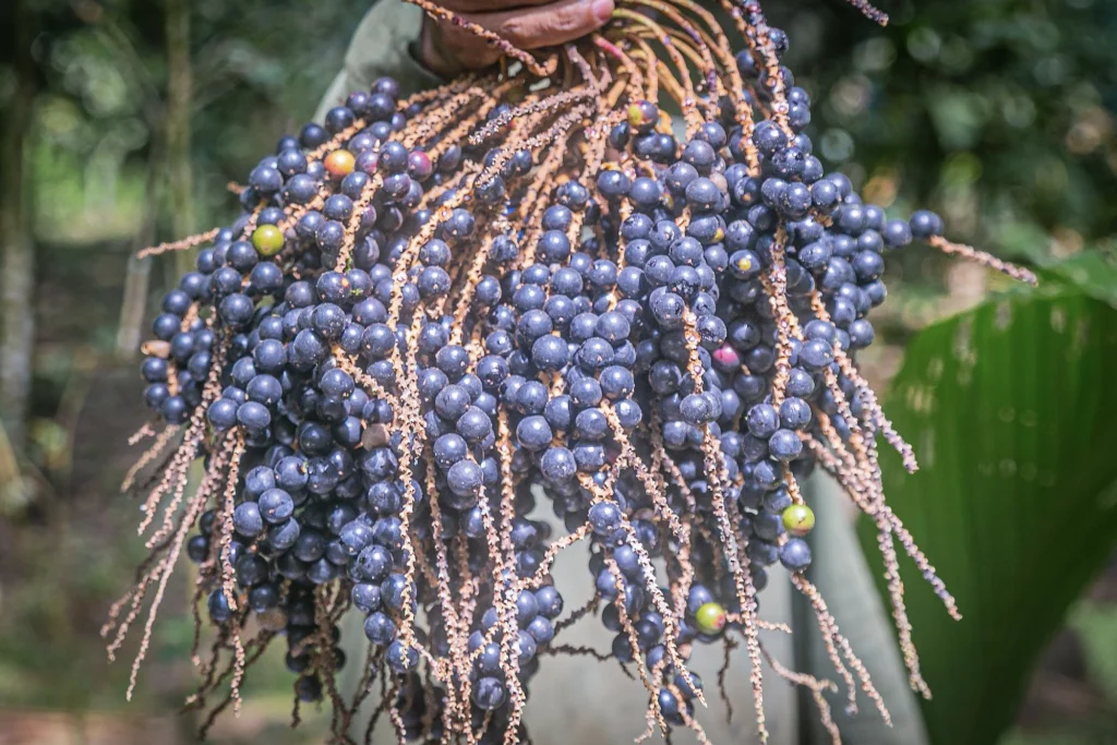 fruta da palmeira juçara