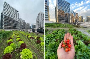 horta no topo do Shopping Parque da Cidade