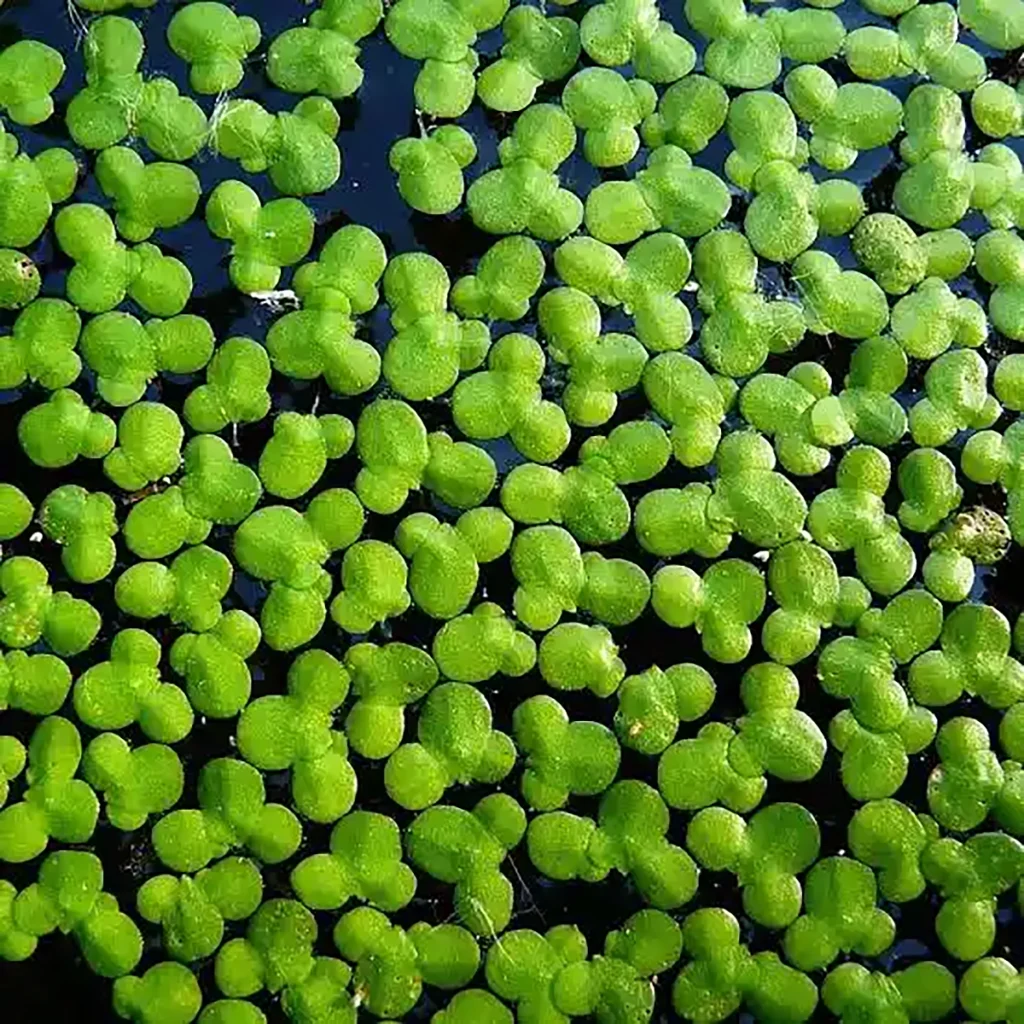 lentilha d'água