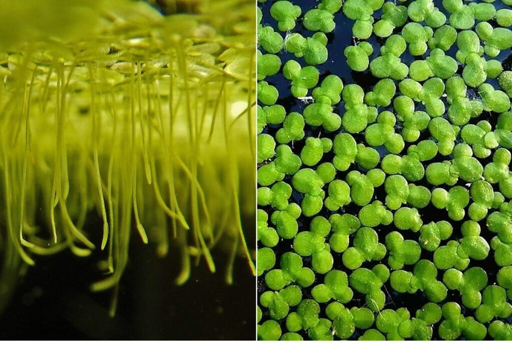 lentilha d'água'
