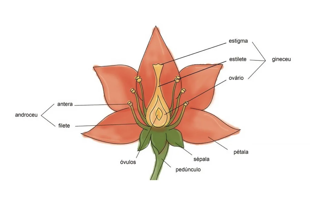 polinização flor