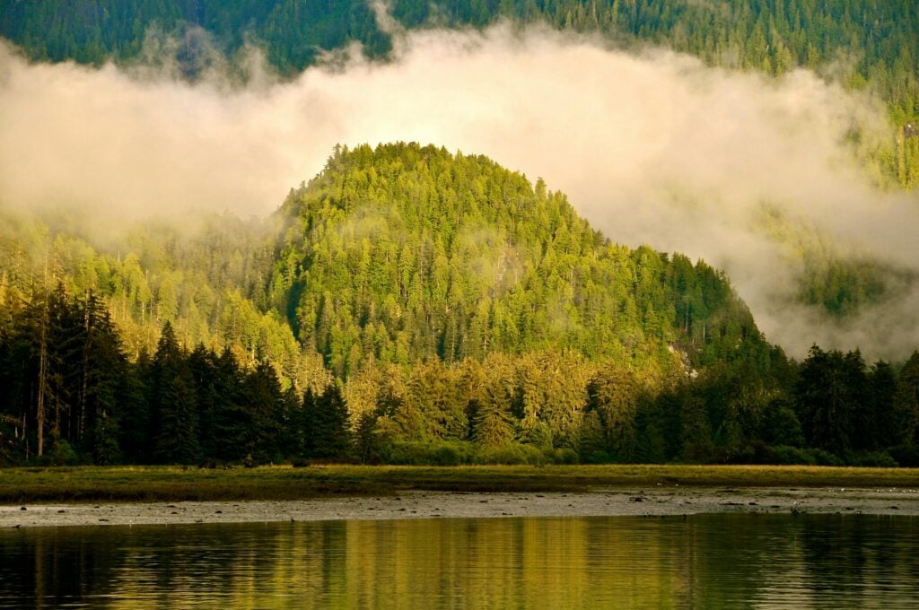 floresta tropical de Tongass