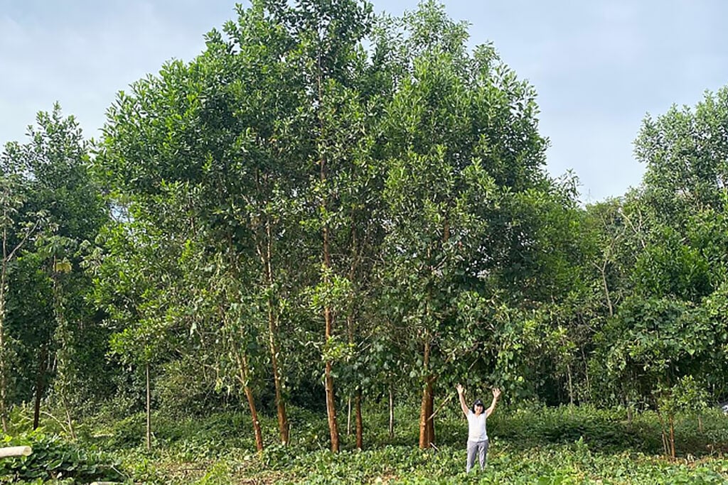 árvores fertilizadas com terra preta da amazônia