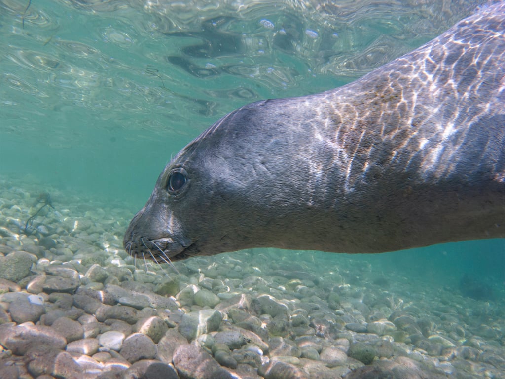 foca mergulha na Croacia