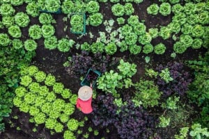 agroecologia