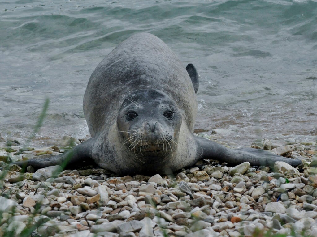foca