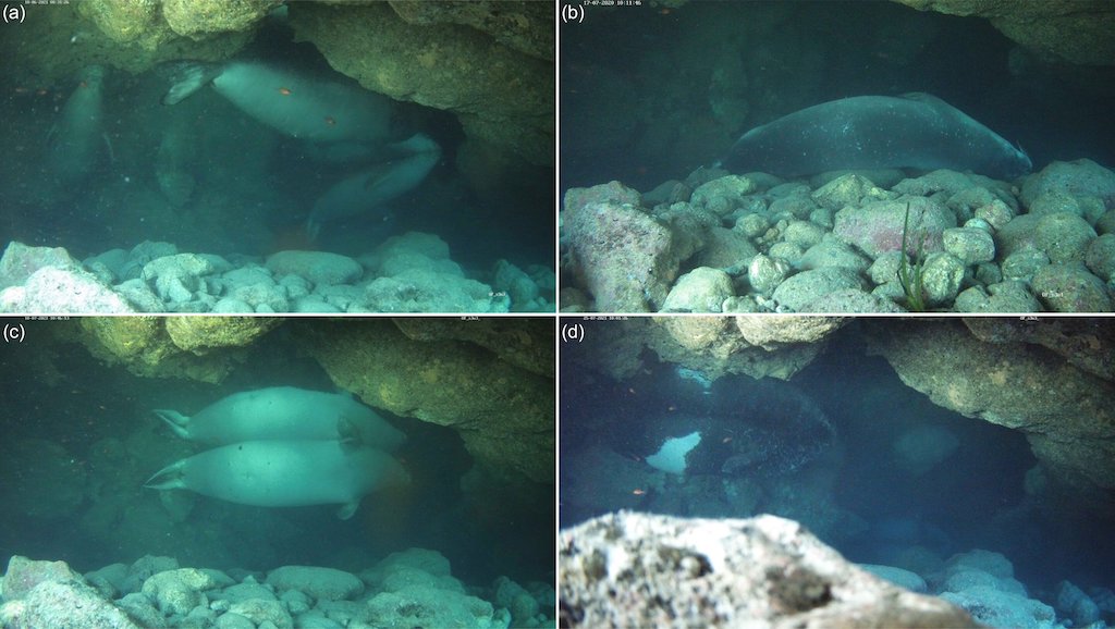 Focas-monge do Mediterrâneo (Monachus monachus