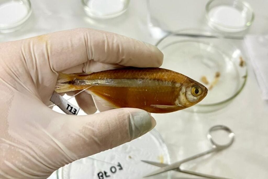 peixes microplásticos