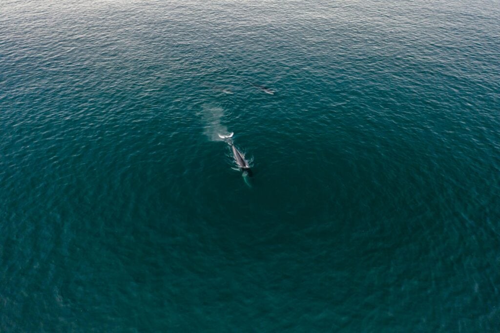 baleia azul, baleia