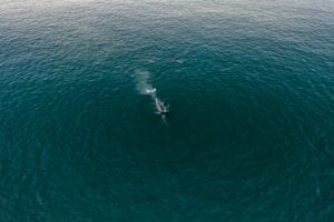 baleia azul, baleia
