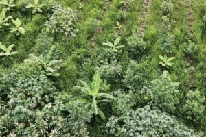 agrofloresta