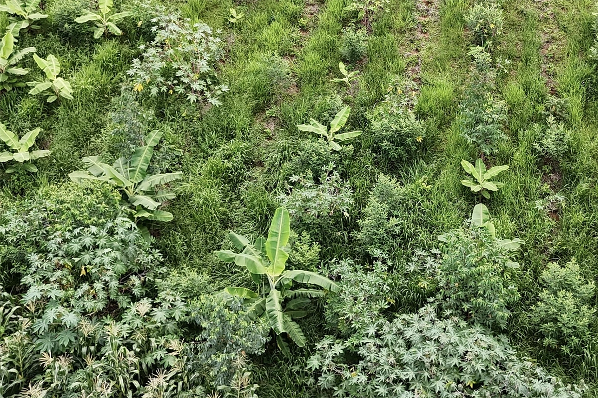 Edital apoio para projetos agroflorestais na Grande São Paulo