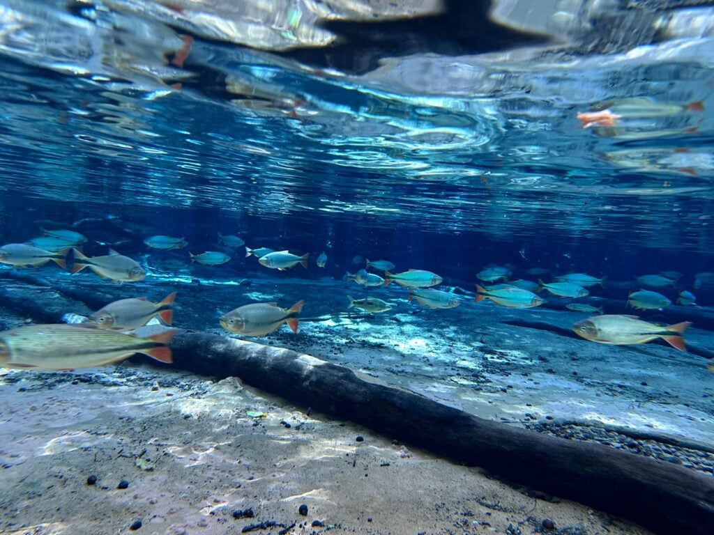 cardume de peixes no rio triste