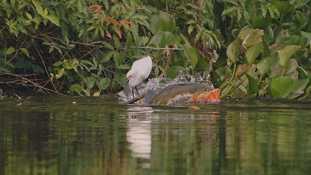 tucunaré e garça caçando juntos