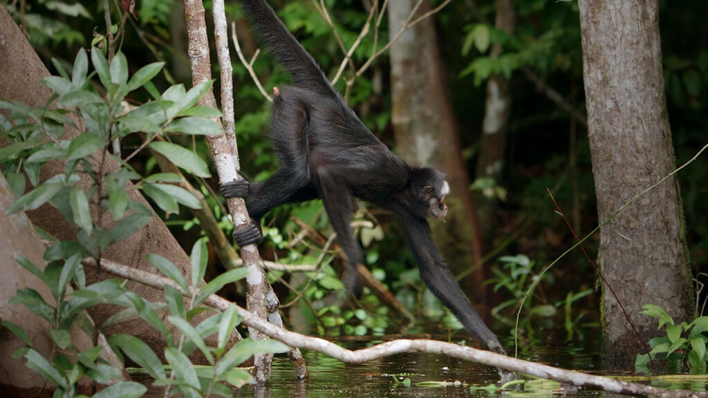 macaco aranha