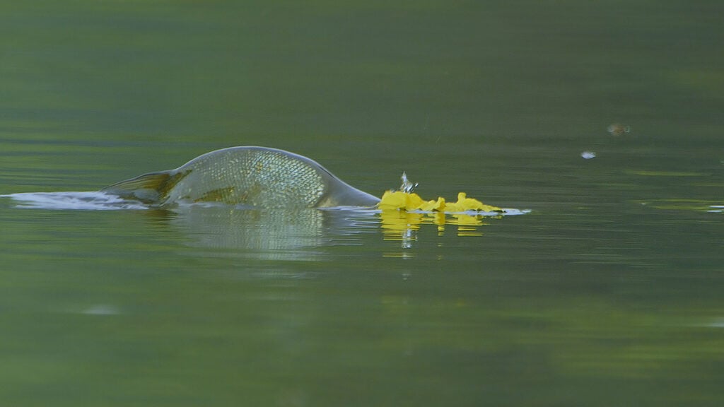 peixes comem flores de ipê amarelo