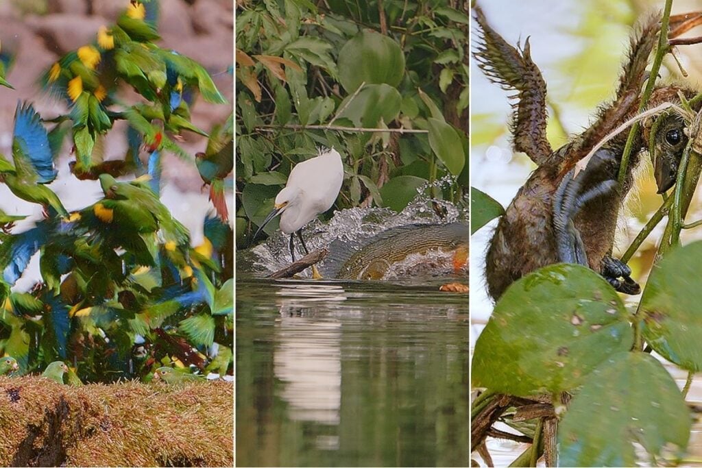 fotos da floresta amazônica