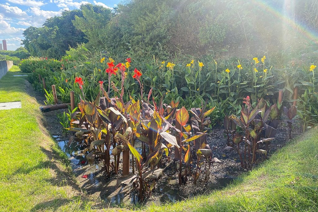 jardim filtrante
