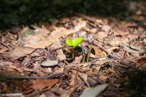 muda de café agroflorestal