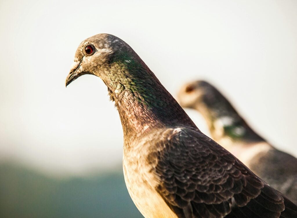 pombos, pombo-correio