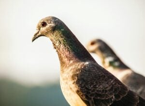 pombos, pombo-correio