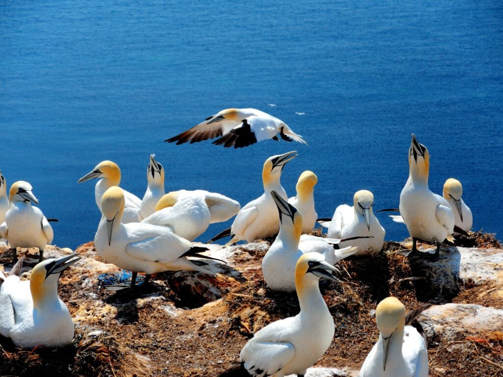 gansos-patola-do-norte, Ilha Bonaventure